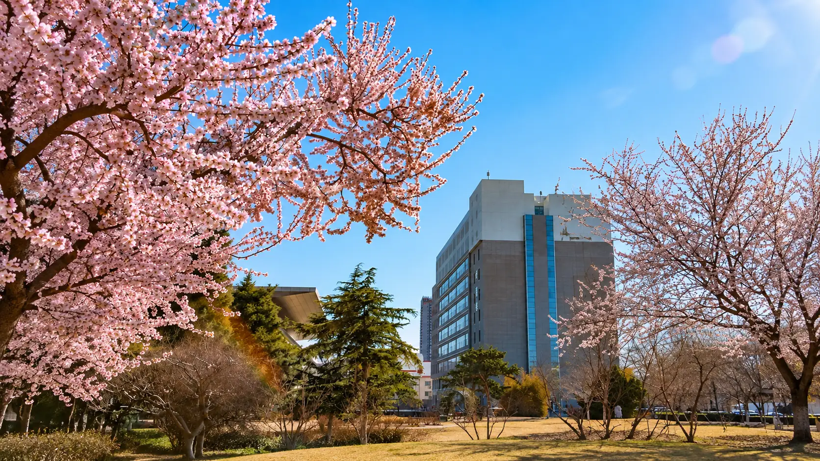 校园春景